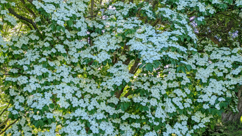 White Dogwood tree bracts