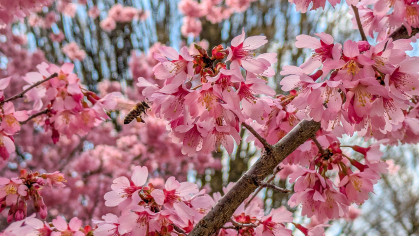 Cherry tree blossoms