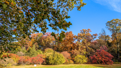 Trees with fall foliage