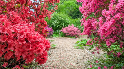 Pink and red azaleas