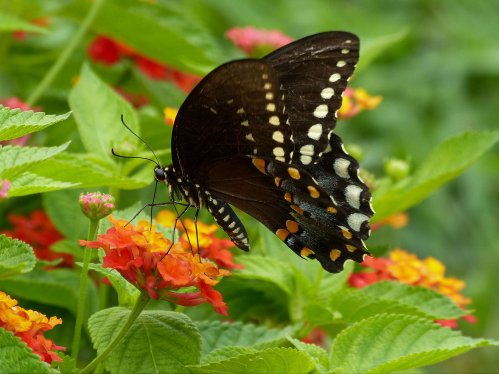 Spicebush swallowtail butterfly.