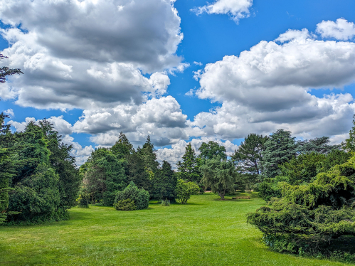 Evergreen trees and green lawn