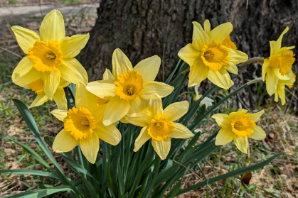 Yellow daffodils in springtime
