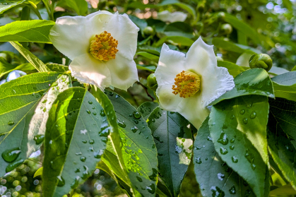 Japanese stewartia flowers